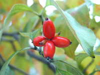 �n�i�~�Y�L